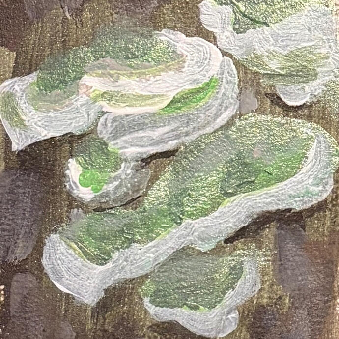 Pale turkey tail 3