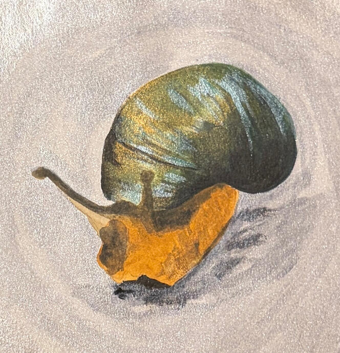 Garden snail